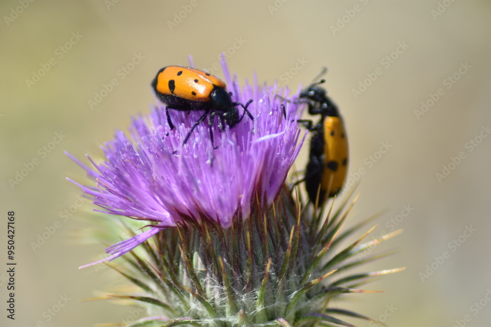 Ladybugs playing on a large lilac thistle flower Ladybugs playing on a large lilac thistle flower