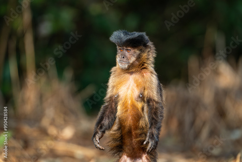 Black-striped Capuchin (Sapajus libidinosus), Macaco-prego photo