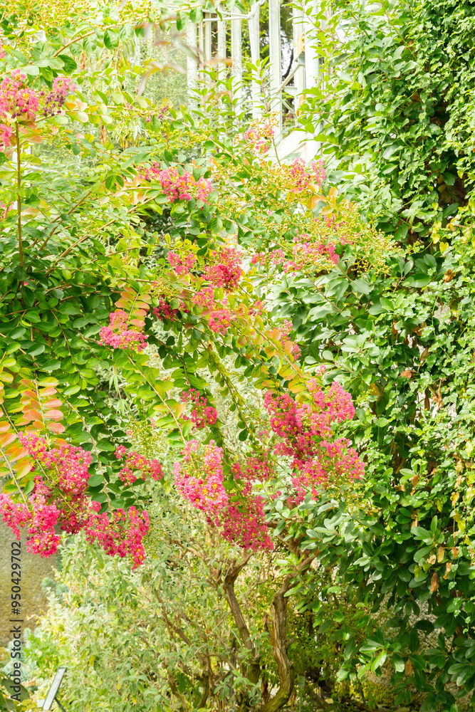 Crape myrtle or Lagerstroemia Indica plant in Saint Gallen in Switzerland Crape myrtle or Lagerstroemia Indica plant in Saint Gallen in Switzerland
