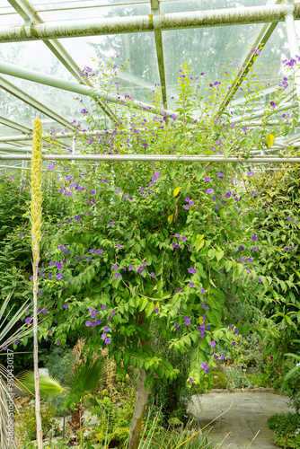 Blue potato bush or Lycianthes Rantonnetii plant in Saint Gallen in Switzerland photo