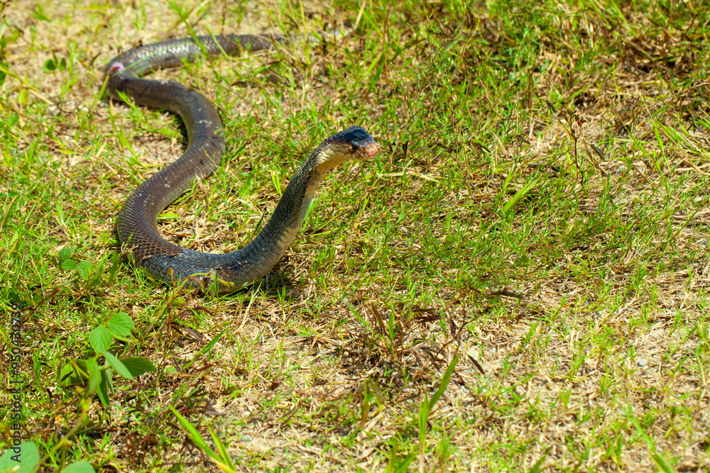 Fototapeta premium A cobra among green leaves in its natural habitat. likely sunbathing or alert. It appears to be in a defensive posture, commonly seen when snakes feel threatened or are on the lookout. .