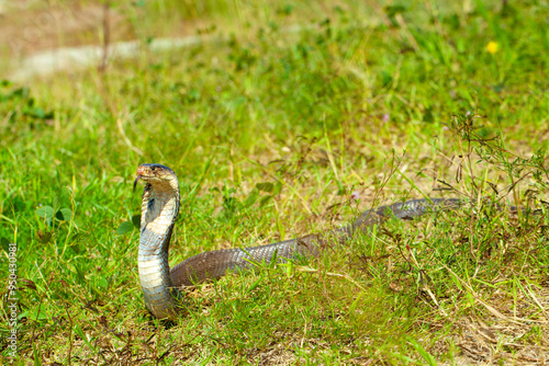 A cobra among green leaves in its natural habitat. likely sunbathing or alert. It appears to be in a defensive posture, commonly seen when snakes feel threatened or are on the lookout. . photo