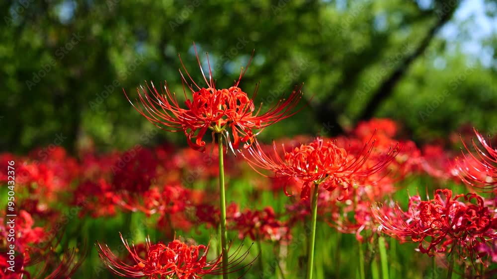 Red spider lilies (Lycoris radiata) at Fuchu city folk forest museum Red spider lilies (Lycoris radiata) at Fuchu city folk forest museum