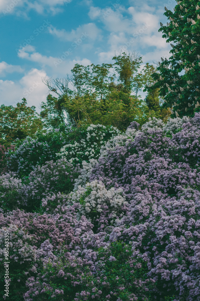 Many large tall bushes of purple lilacs of different shades grow on a hill against the backdrop of a blue sky with light clouds. Flowering horse chestnut and other green-leaved trees grow nearby.
Many large tall bushes of purple lilacs of different shades grow on a hill against the backdrop of a blue sky with light clouds. Flowering horse chestnut and other green-leaved trees grow nearby.