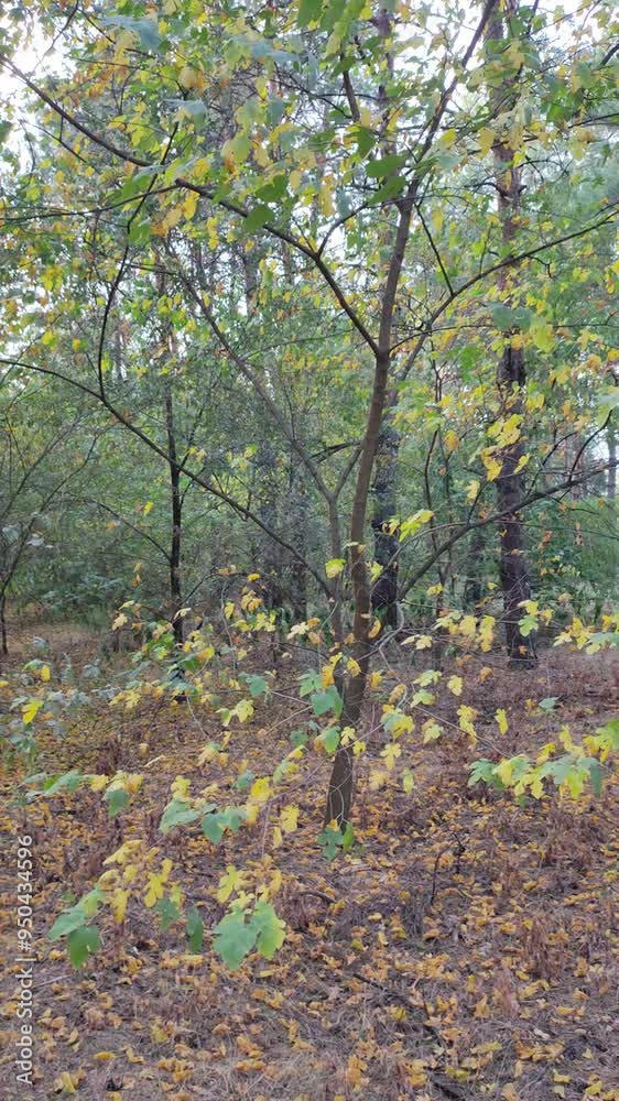 autumn trees. dry branches with leaves. yellow and green leaves on a tree. wind sways autumn leaves. trees in autumn autumn trees. dry branches with leaves. yellow and green leaves on a tree. wind sways autumn leaves. trees in autumn