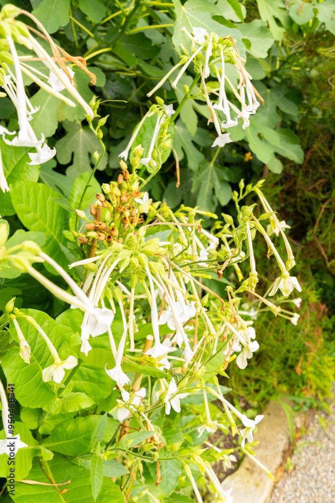 Jasmine tobacco or Nicotiana Alata plant in Saint Gallen in Switzerland Jasmine tobacco or Nicotiana Alata plant in Saint Gallen in Switzerland