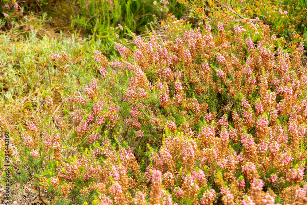 Fototapeta premium Cornish heath or Erica Vagans plant in Saint Gallen in Switzerland