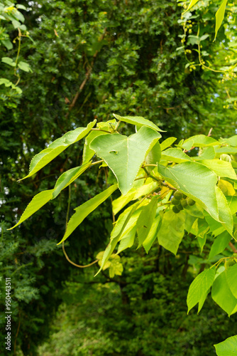 Paper mulberry or Broussonetia Papyrifera plant in Saint Gallen in Switzerland