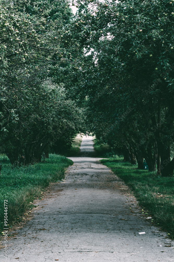 The road passes through an apple orchard. There are apples along the edges of the road.
The road passes through an apple orchard. There are apples along the edges of the road.