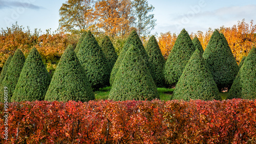 Sculpted topiary garden features autumn foliage and symmetrical, pruned trees