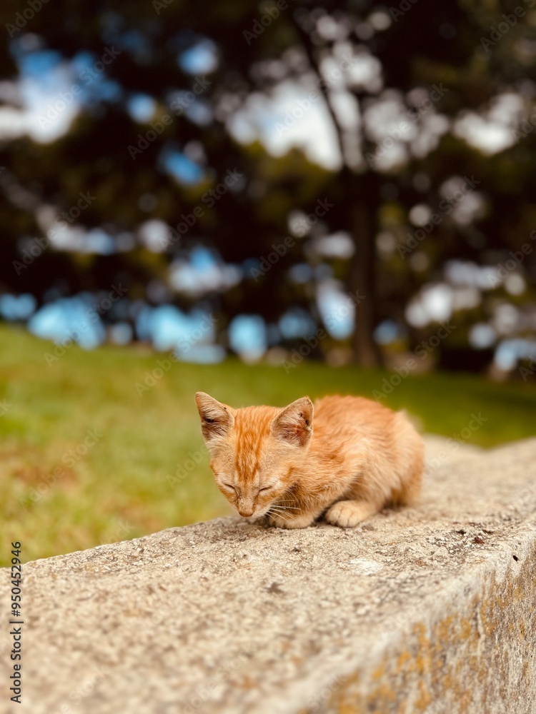 The photo captures an adorable kitten in a moment of curiosity and playfulness. The kitten, with soft fur and bright, inquisitive eyes, is the focus of the image, sitting or lying on a cozy surface li