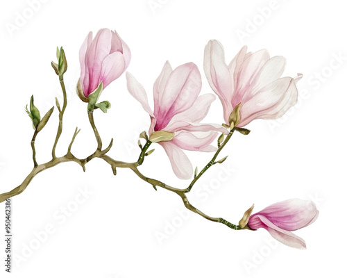 A delicate illustration of pink magnolia flowers on a branch.