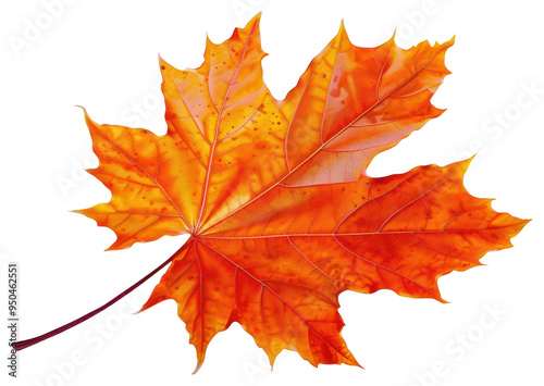 PNG Autumn leave plant maple leaf.