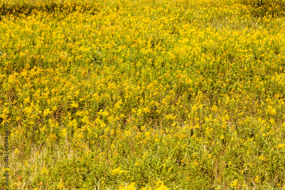 A brightly yellow field of Goldenrod in late summer within Pike Lake Unit, Kettle Moraine State Forest, Hartford, Wisconsin A brightly yellow field of Goldenrod in late summer within Pike Lake Unit, Kettle Moraine State Forest, Hartford, Wisconsin
