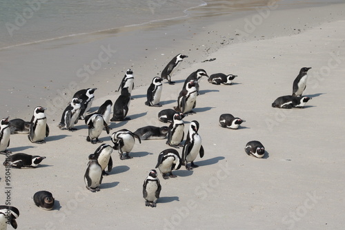 African penguins
