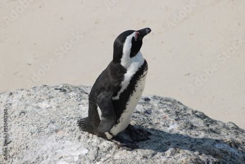 African penguins