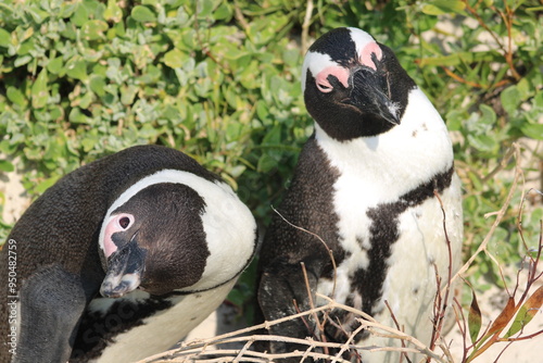 African penguins