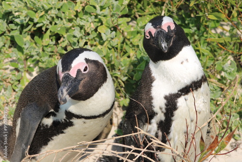 African penguins