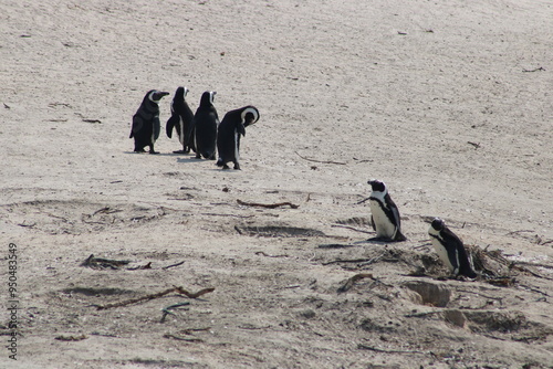 African penguins