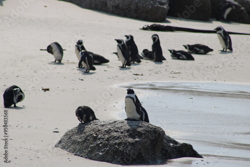 African penguins