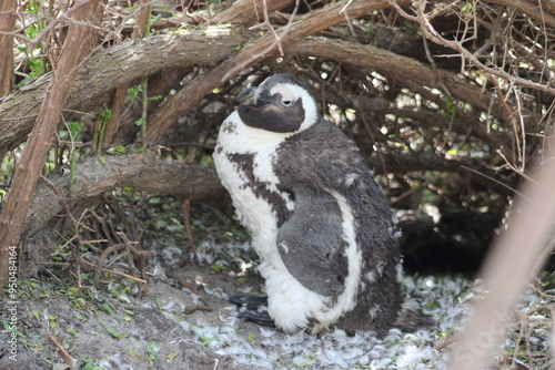 African penguins