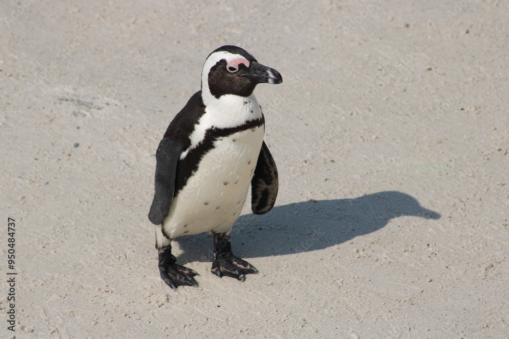 Obraz premium African penguins