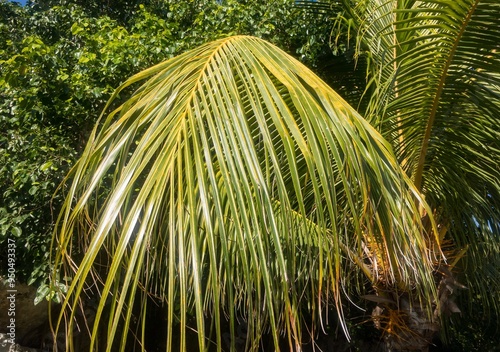 Coconut tree (Cocos nucifera) plant and leaves photo