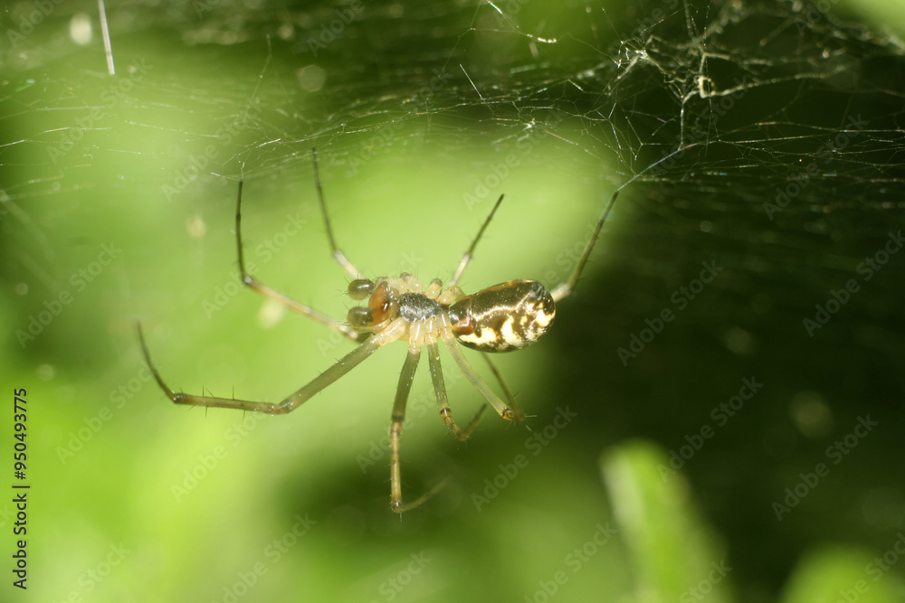 spider on a web spider on a web
