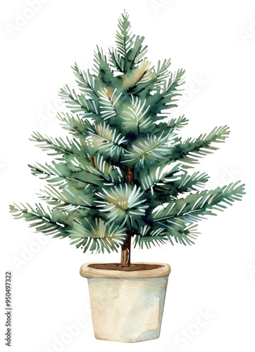 PNG Watercolor potted evergreen tree illustration