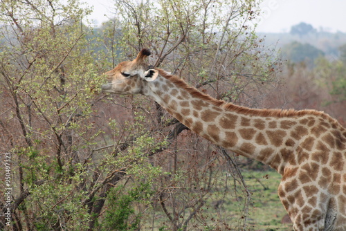 African giraffe