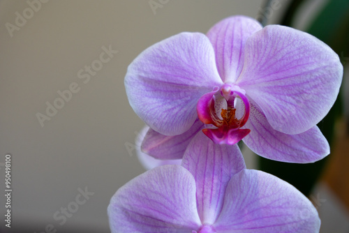 Closeup of Phalaenopsis Orchid Flower with Delicate Petals and Minimalistic Background