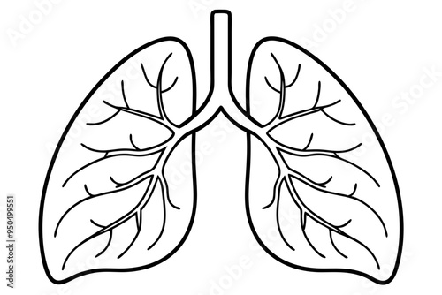 Human lungs line art vector illustration 
