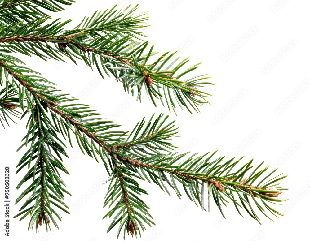 PNG Green pine branch on white PNG Green pine branch on white