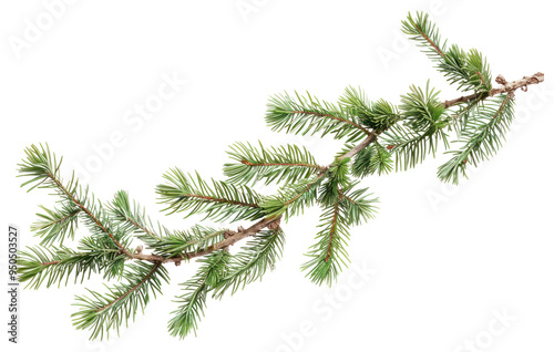 PNG Evergreen branch with pine needles