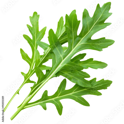 Fresh green arugula leaves isolated on white background.