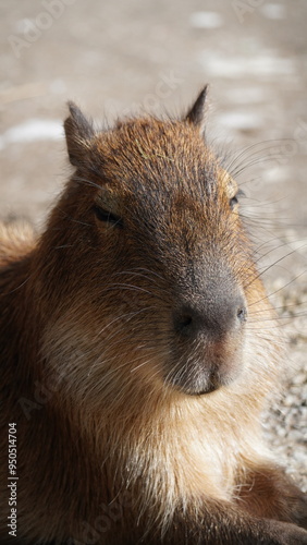 Capybara animal kapibara Łódź Zoo Poland