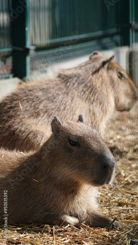 Capybara animal kapibara Łódź Zoo Poland photo