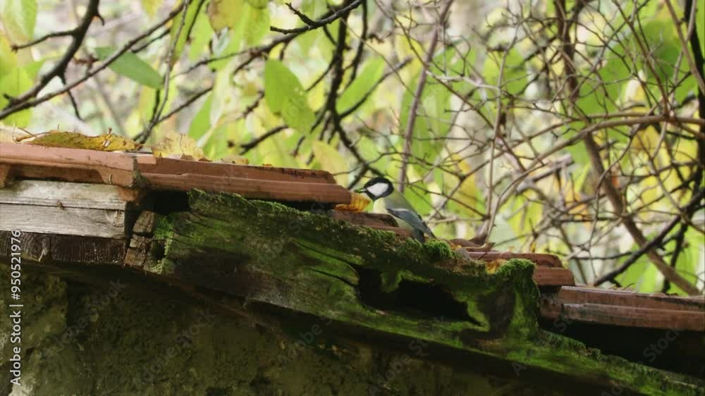 Great tit looks for food on an old roof in autumn