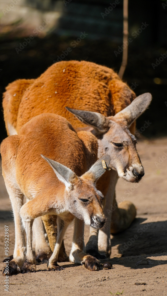 kangaroo with baby in the Zoo Łódź Poland kangaroo with baby in the Zoo Łódź Poland