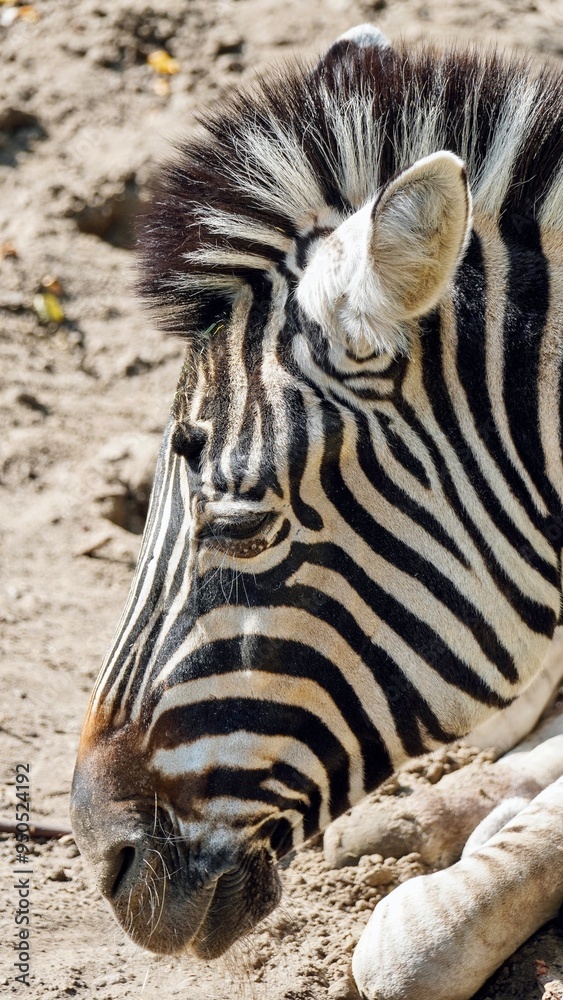 zebra close up in the Zoo Łódź Orientarium Poland