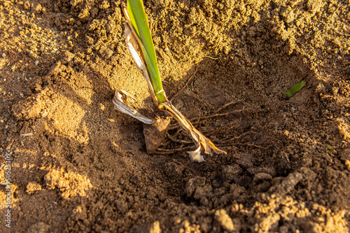Photography Iris bulb in hole on the ground