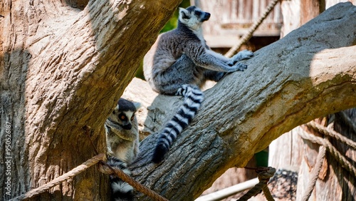 lemur on a tree Zoo Łódź Poland Orientarium