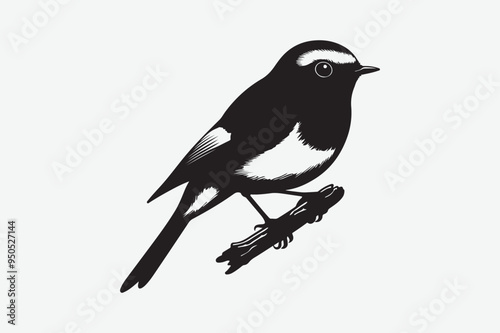 Sparrow Bird vector art  and  illustration photo