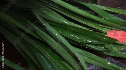 Lush green leaves with water droplets, a natural backdrop.