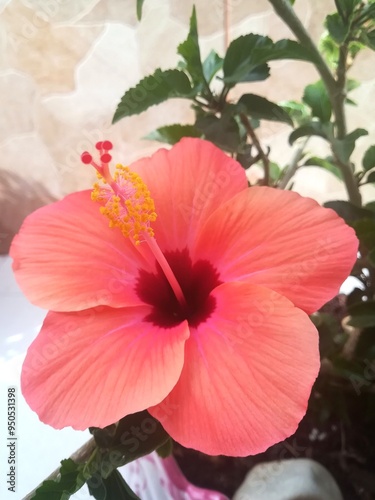 red hibiscus flower