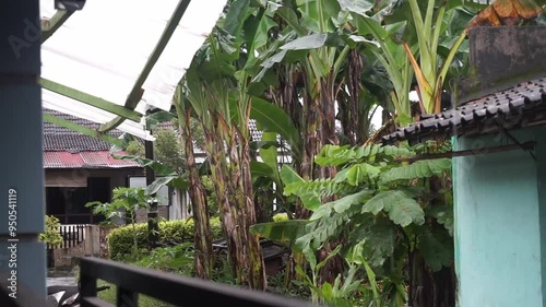 Tropical Backyard with Banana Trees and a Rain-Soaked Roof.