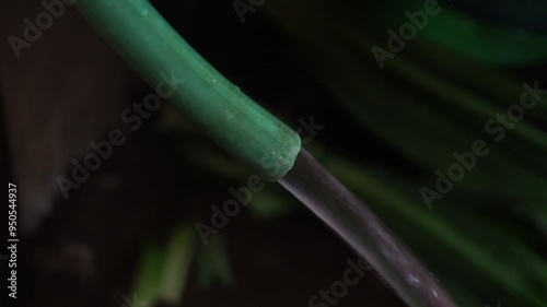 Water flowing from a green hose.
