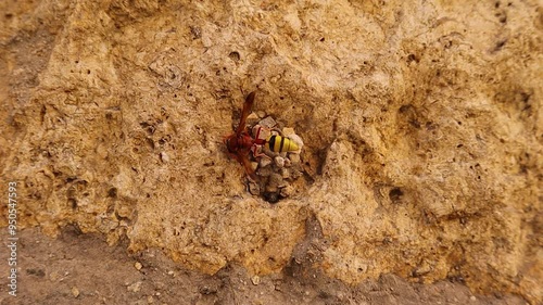 Solitary wasps seal their nests with pieces of stone on the wall to form safe cells after they have laid their young in them.
Single wasp | Insects photo