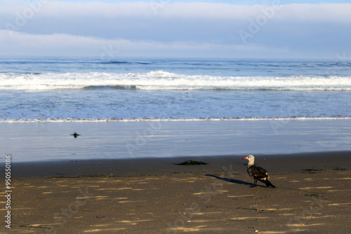 Heermann's gull at the edge of wet sand and rolling ocean waves of Pacific Beach in the early morning, Southern California