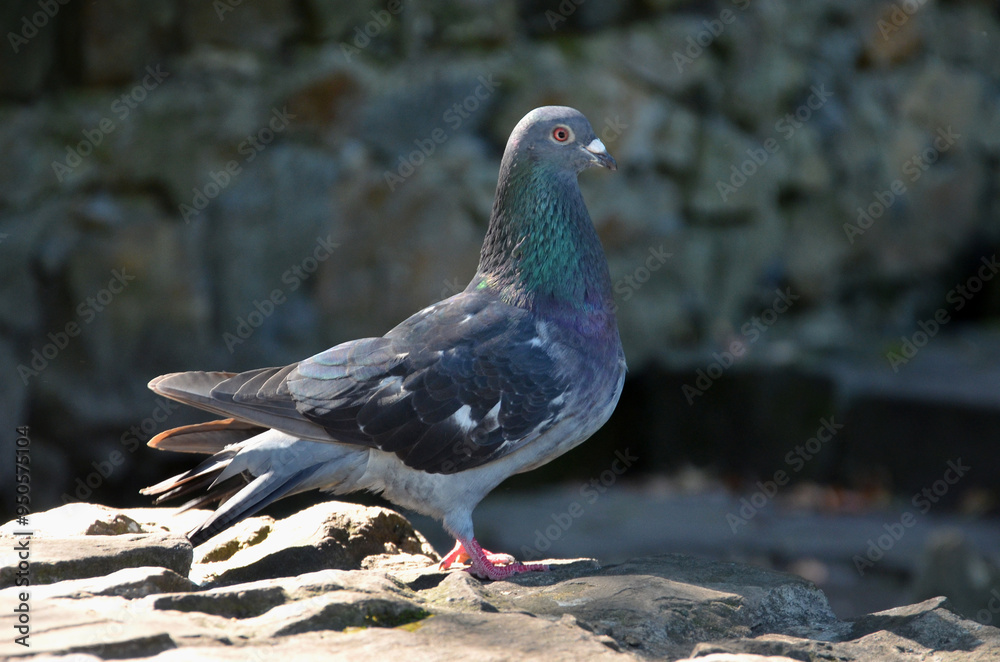 One city pigeon medium-sized bird with grey-green feathers standing on the rock. Closeup photo. Fauna, birds wildlife concept. One city pigeon medium-sized bird with grey-green feathers standing on the rock. Closeup photo. Fauna, birds wildlife concept.